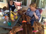 A Woman and Her Canine Friends