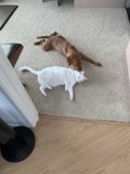 Furry Friends on Hardwood Flooring