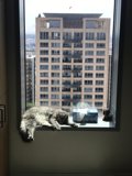 City Cat