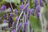 Lavender Kingdom