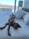 Urban Pooch on a Cozy Bed