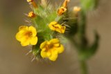A Vibrant Yellow Flower in Full Bloom