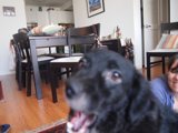 Our Beloved Lab, Integration of Art and Life