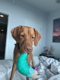 Furry Friend taking over the Bed