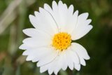 Sunny Daisy