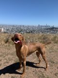 Scenic View with Four-Legged Friend