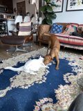 Playful Pets in San Francisco Living Room