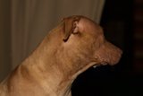 Inquisitive Canine