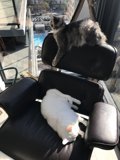 Kitty Comfort
