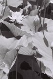 Graceful Lotus Leaves