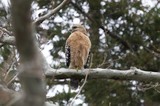 Red-Shouldered Hawk Perched on Winter Branch