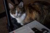 The Photographer's Companion