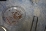 Tiny Treasures