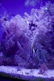 Ethereal Underwater Beauty at Golden Gate Park