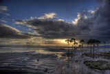 Cloudy Beach Palm Trees