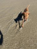 Sand, Sea, and a Sprinting Hound