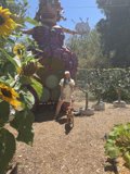 A Woman and Her Canine Companion Enjoying a Garden Stroll