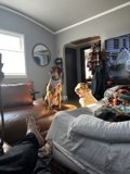 Man's Best Friend on a Cozy Bed