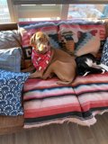 Furry Friends on the Sofa