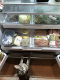 Curiosity Caught in the Fridge