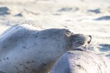 Elephant Seal Pup Resting on Sandy Beach