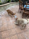 Doggie Playtime on the Flagstone Patio