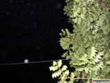 Nighttime Foliage and Wire