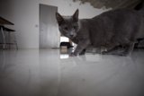Gray Cat Takes a Stroll on Hardwood Floors