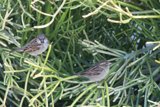 Sparrow Duo in El Sereno