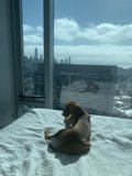 Urban Comforts
