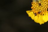 Buzzing Bee on a Yellow Flower