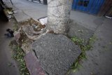 Graffiti on tree and sidewalk