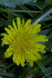 Sunshine in the Grass