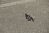 Urban Visitor at SF Zoo