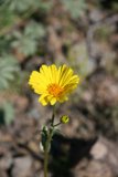 Bright Daisy in the Forest