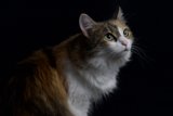 Calico Cat in Solitude