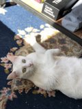 Fluffy Feline Relaxation