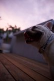 Celestial Bulldog Thoughts