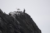 Seagull and Cormorants Perched on Coastal Rocky Pinnacle