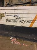 Pig Des Troyer