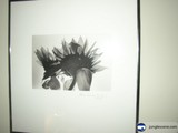 Sunflower Portrait