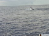 Majestic Humpback Whale Breaching in the Ocean