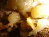 Nature's Golden Nugget