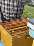 Beekeeping in Carmel
