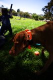 Delores Park Adventure: A Boy and His Dog