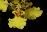 Radiant Yellow Orchid
