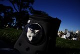 Peek-a-Boo Kitty at Alamo Square