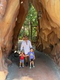 Sequoia Adventure at Disney California Adventure Park