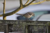 Feathered Resident of Fort Mason