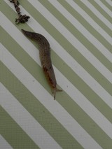 Brown Slug Crawling on Green Striped Surface